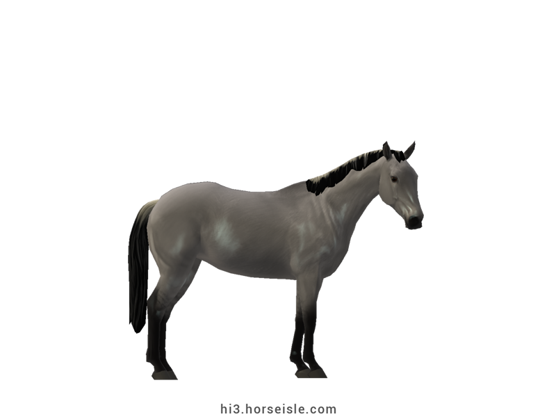 Australian Stock Horse Silvery Slate Grulla Coat